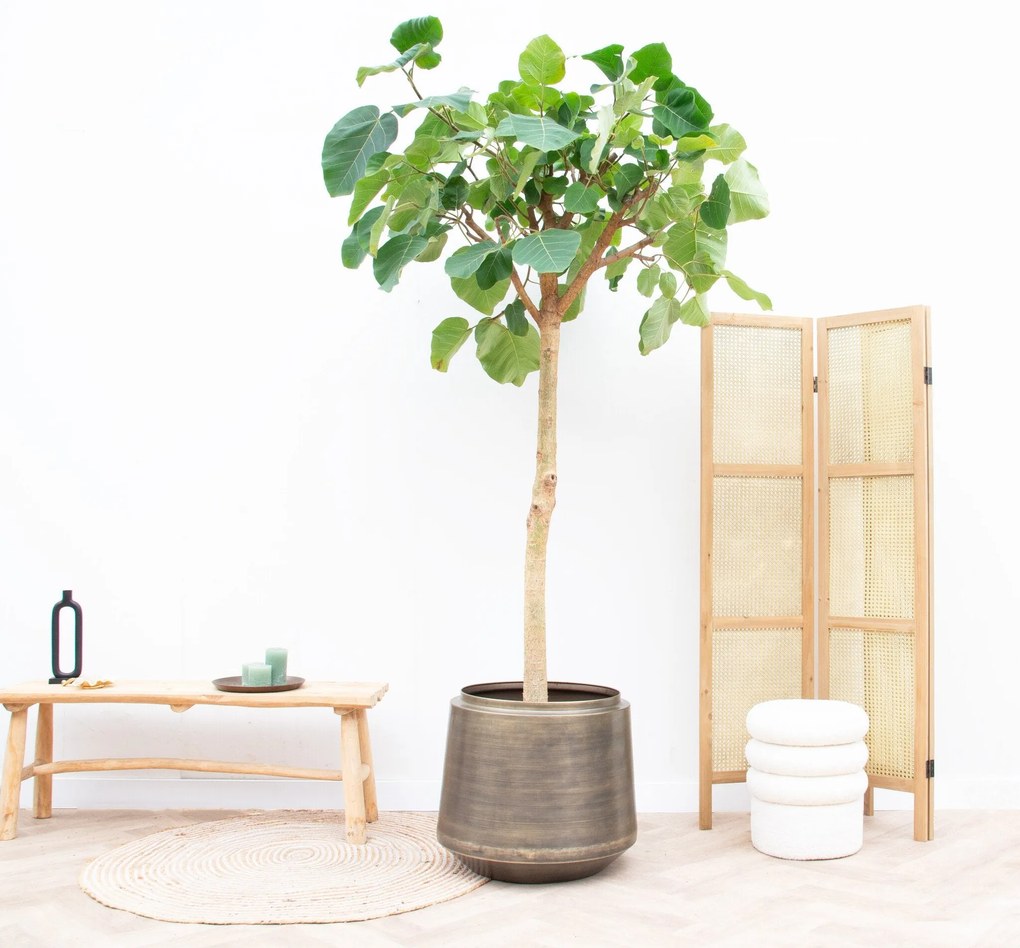 Ficus Auriculata 'Everest' - 260cm