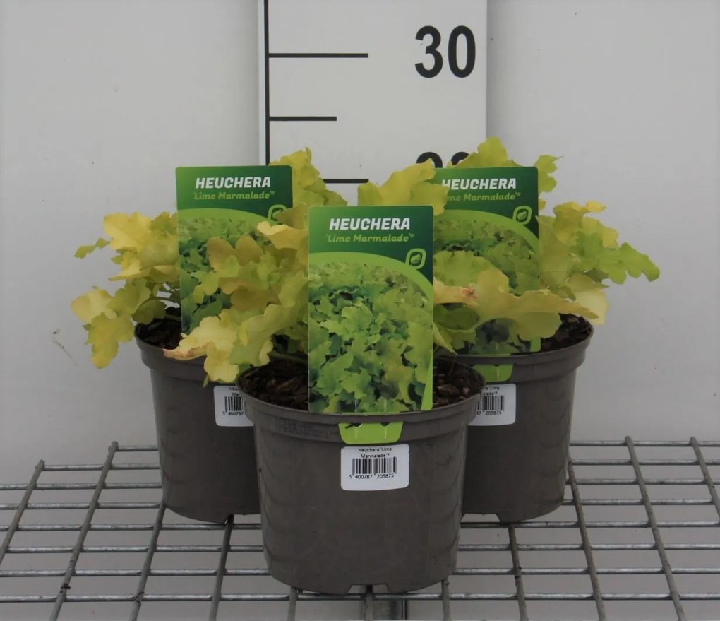 Heuchera 'Lime Marmelade' - pot 2L