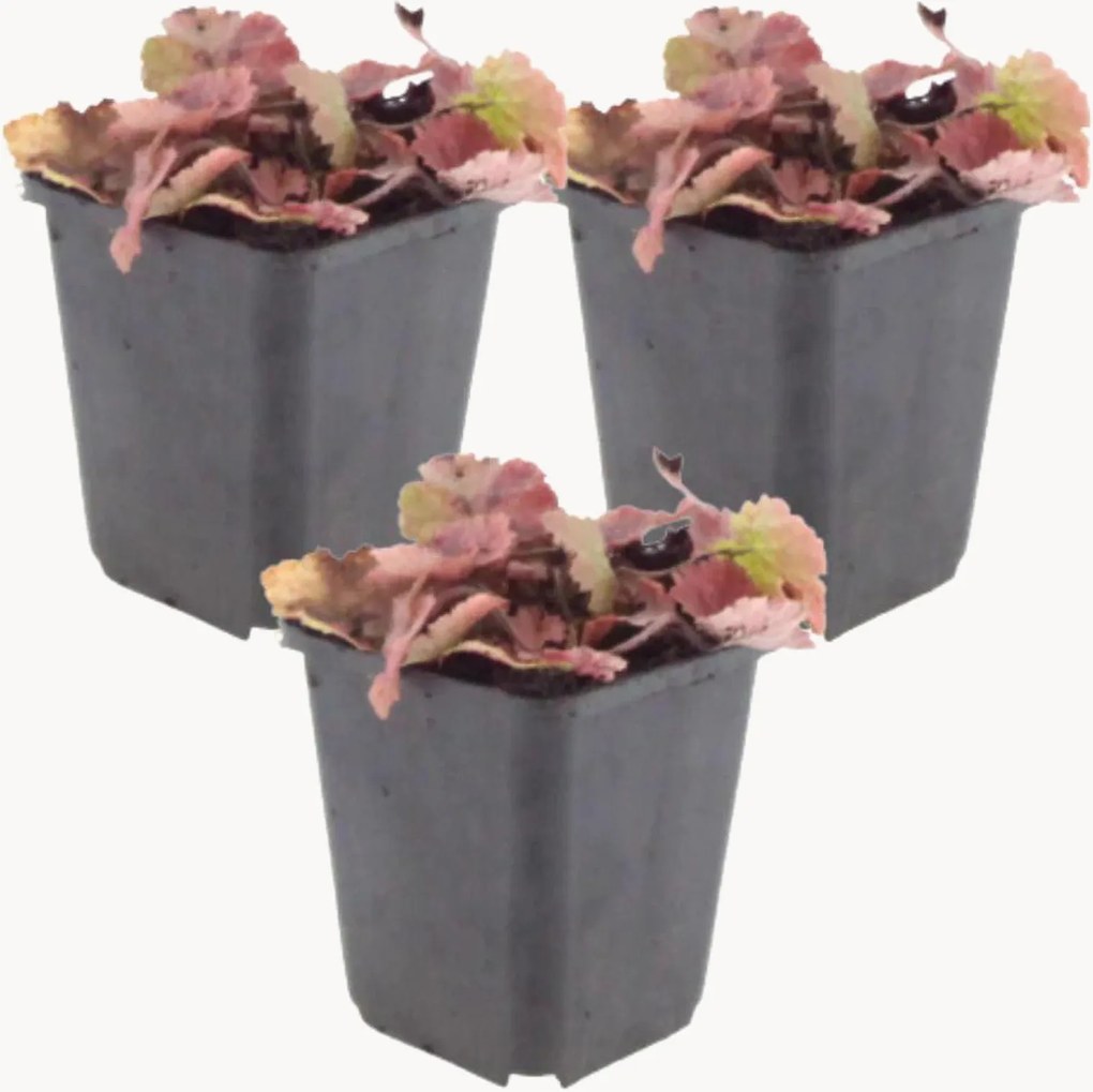 Planten Foam Flower Tiarella Cordifolia, 3-delig