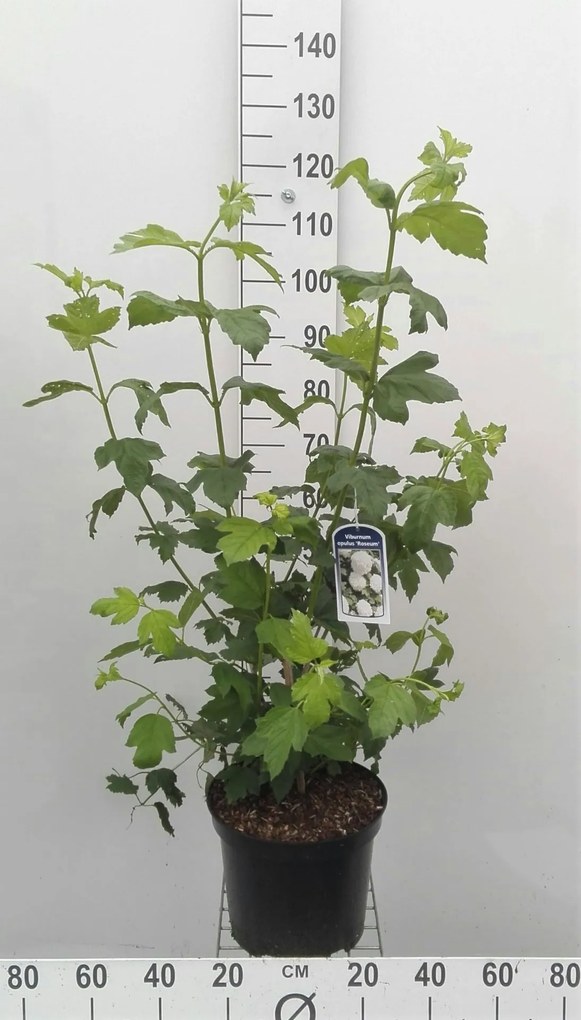 Viburnum opulus 'Roseum' - pot 10L - 80-100 cm -