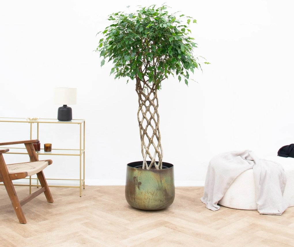 Ficus Benjamina gevlochten mat - 150 cm