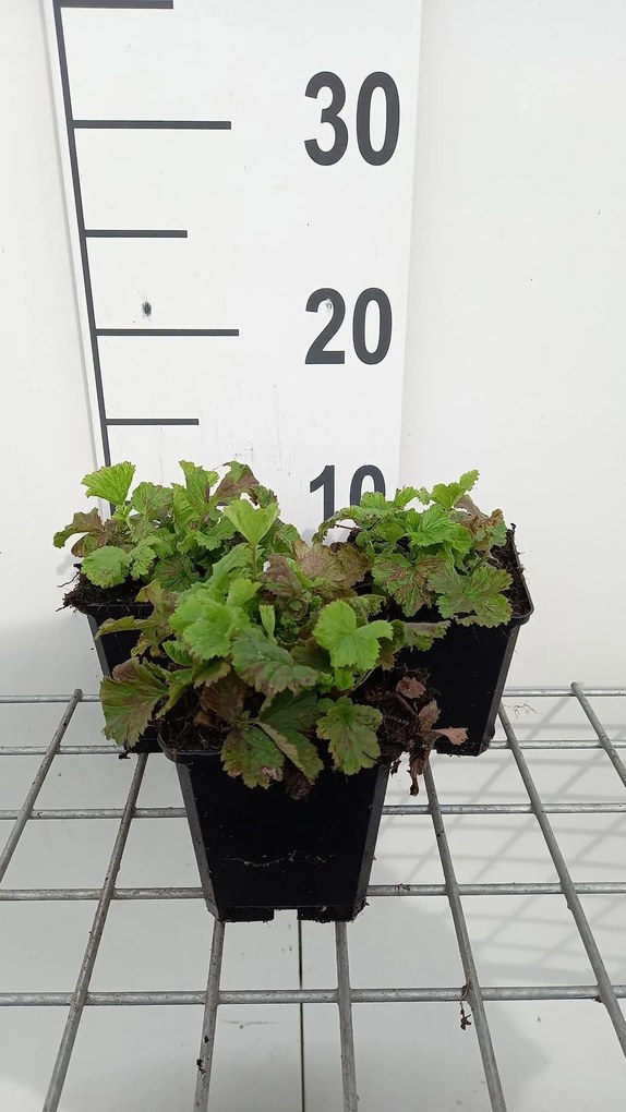Geum rivale 'Flames of Passion' - pot 9x9 cm -