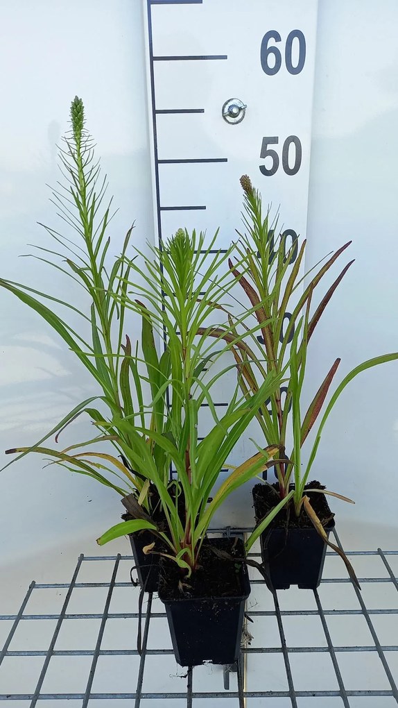 Liatris spicata 'Floristan Violett' - pot 9x9 cm -