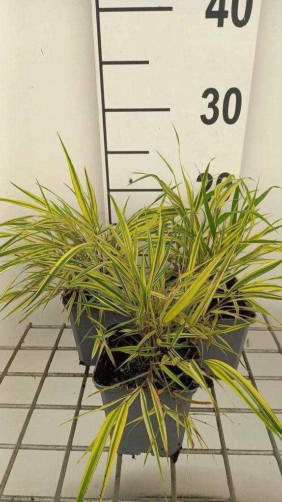 Hakonechloa macra 'Naomi' - pot 9x9 cm