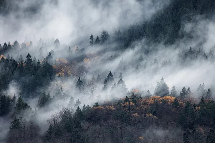 Foto A path of the fog, Tomomi Yamada
