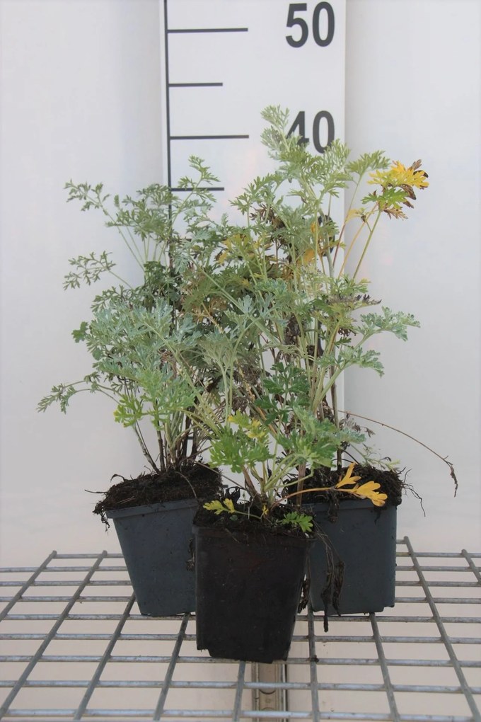 Alsem - pot 9x9 cm (Artemisia absinthium) -