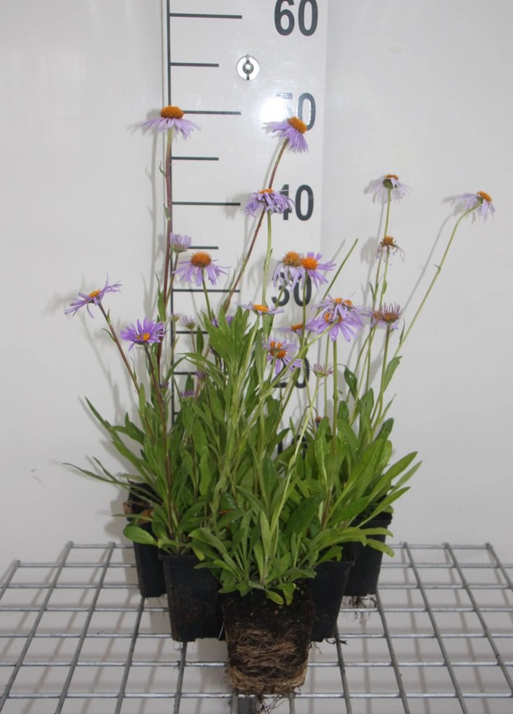 Aster tongolensis 'Wartburgstern' - pot 9x9 cm -