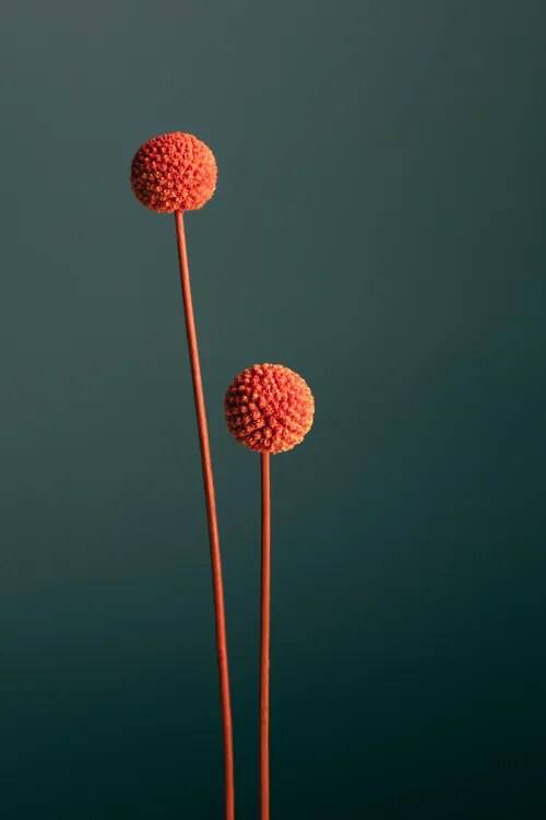 Foto Orange Seed Capsules, Studio Collection