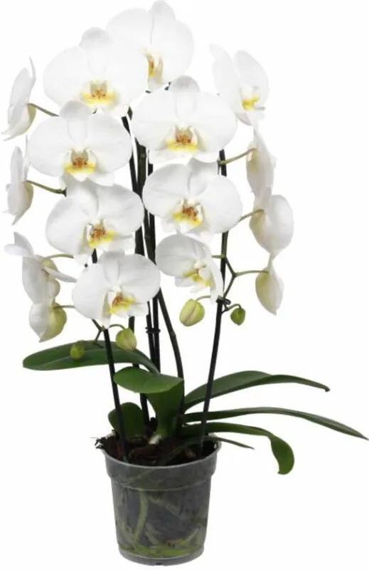 Orchidee Cascade wit