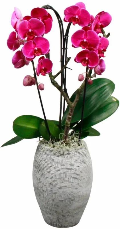 Orchidee Adar 2 Tak Cascade Paars