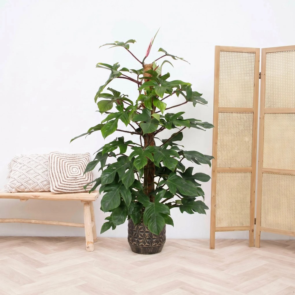 Philodendron Squamiferum - 170cm