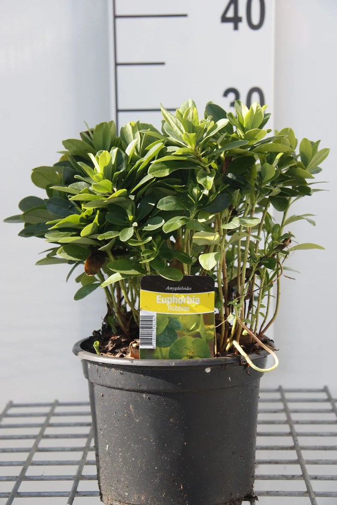 Euphorbia amygdaloides var. robbiae - pot 2L