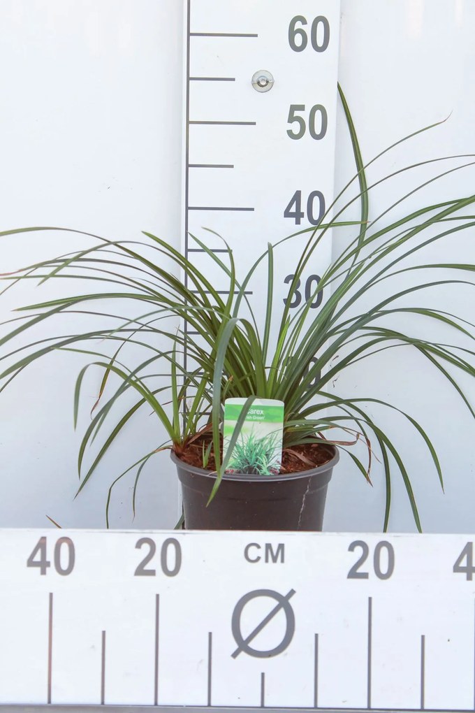 Carex morrowii 'Irish Green' - pot 3L -
