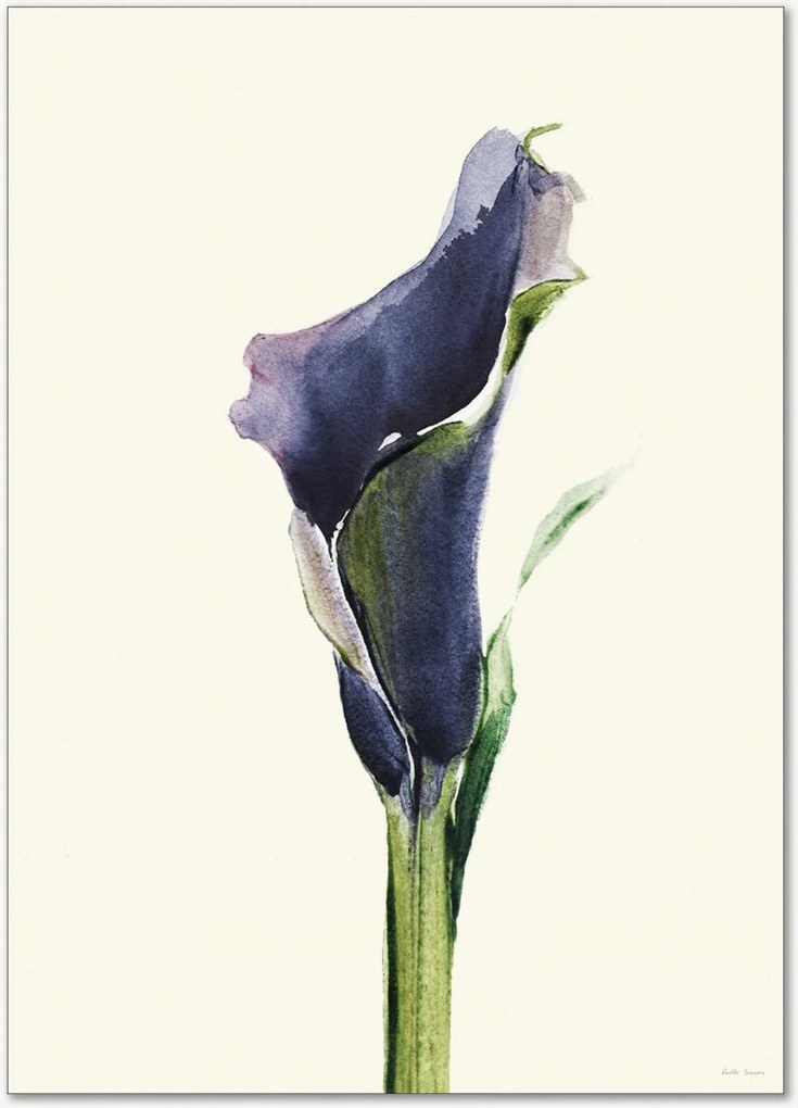 Poster Calla Nero 1