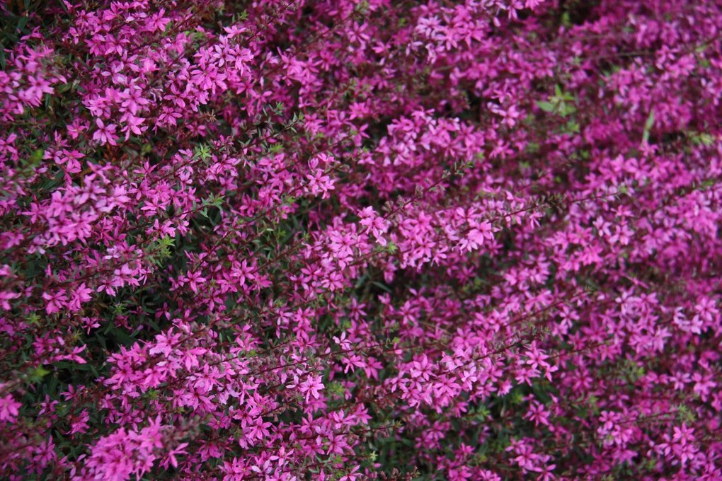 Lythrum virgatum 'Rose Queen' - pot 9x9 cm -