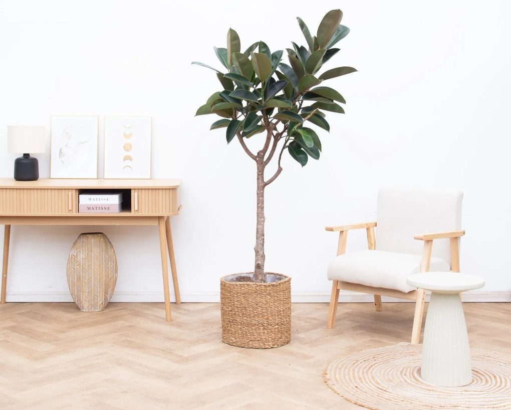 Ficus Elastica Burgundy op stam – 150cm
