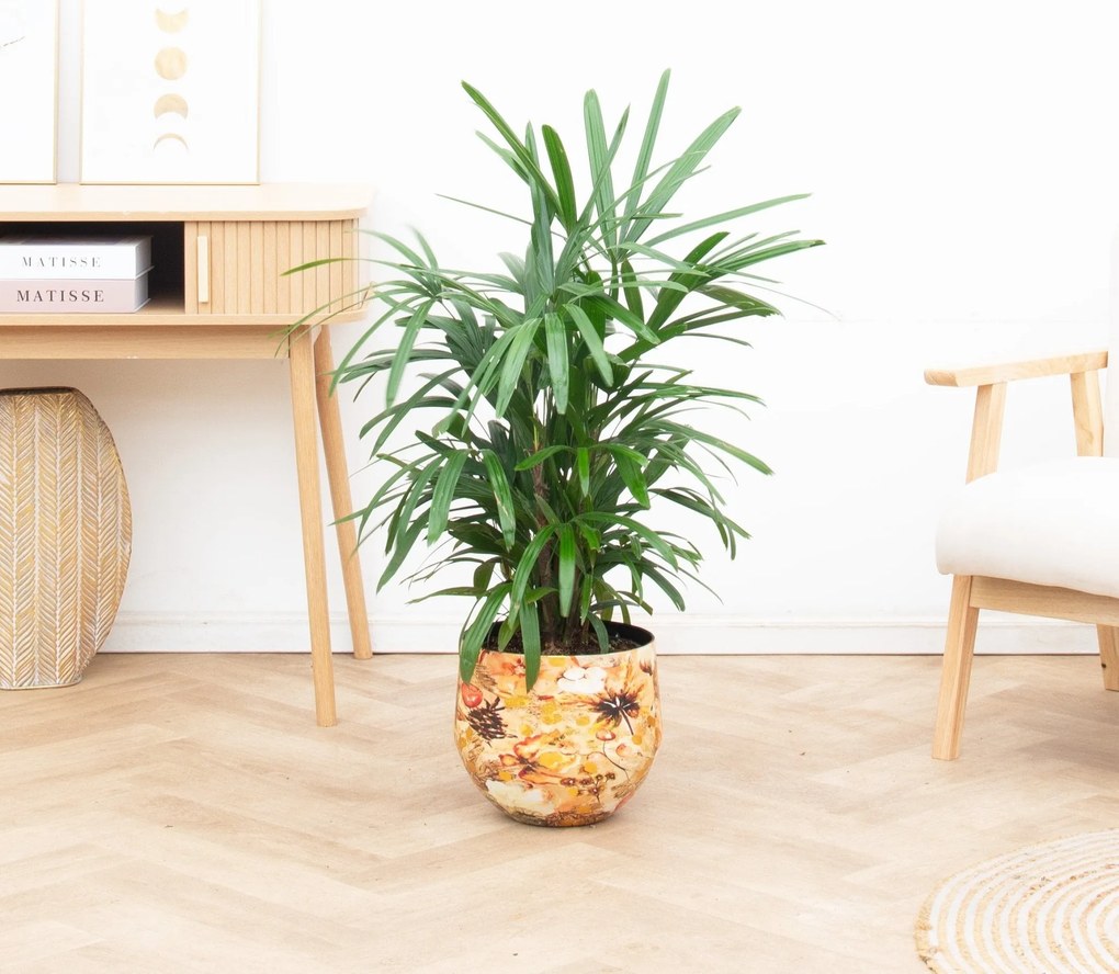 Rhapis Excelsa - 100cm