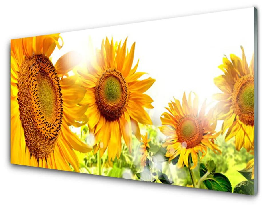 Plexiglas schilderij Zonnebloem flower plant 100x50 cm
