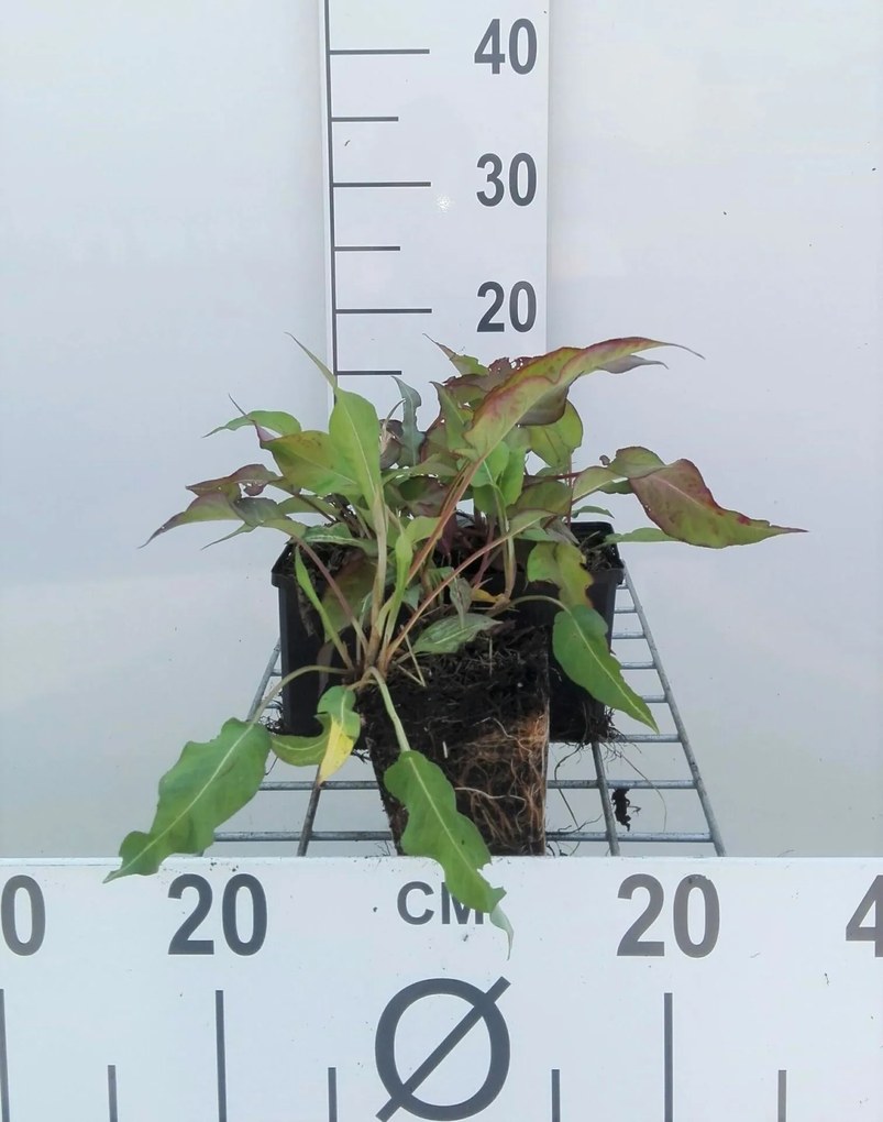 Persicaria amplexicaulis 'Dark Red' - pot 9x9 cm