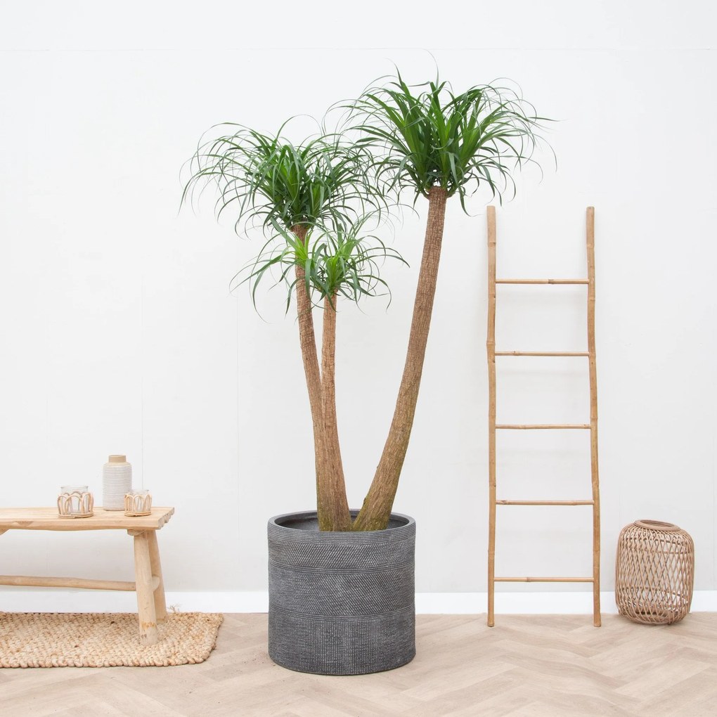 Beaucarnea Multi Stam XXL - 220cm