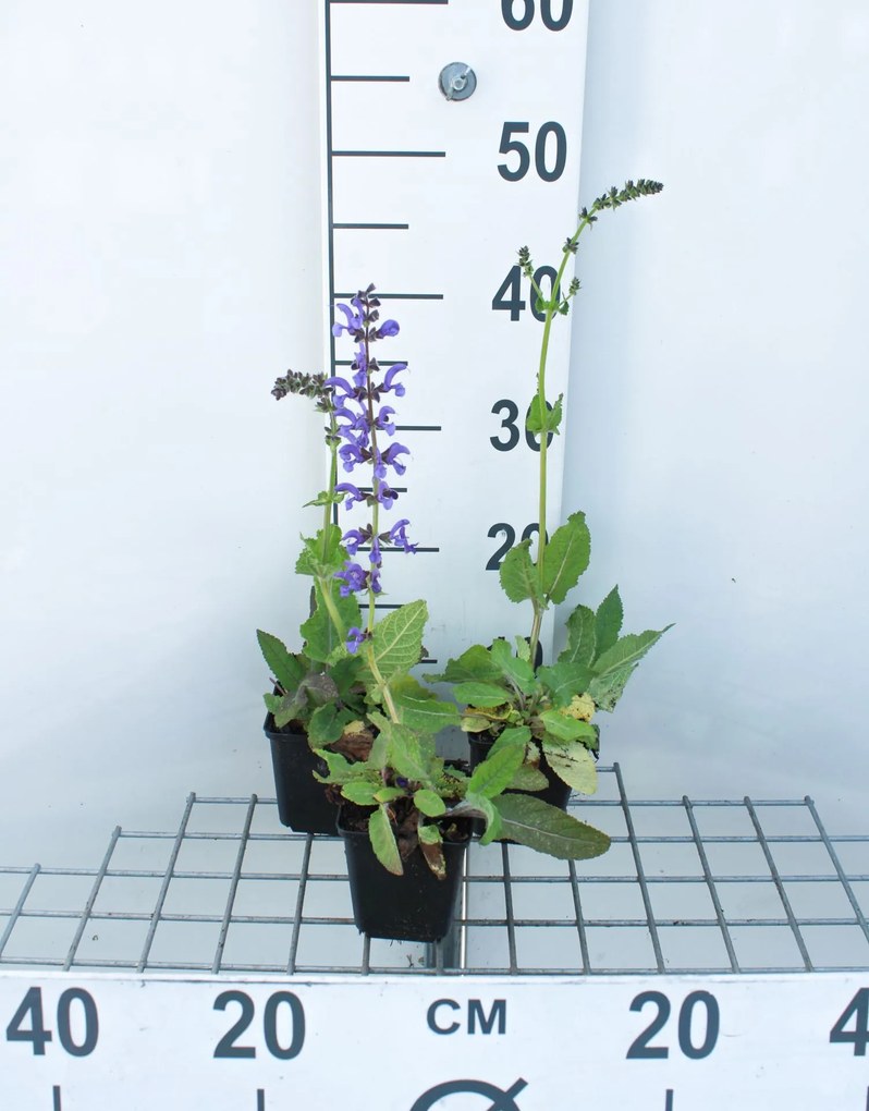 Salvia pratensis - pot 9x9 cm -
