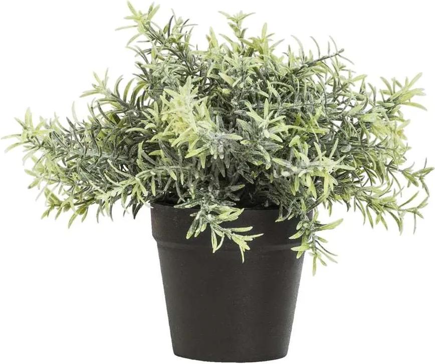 Rosemary plant in pot - groen - 22 cm - Leen Bakker