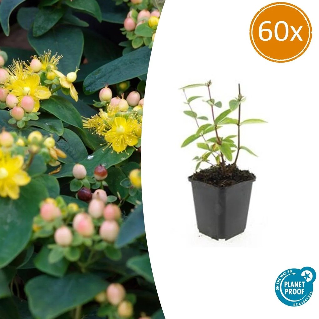 Hypericum Inodorum 'Annebel' - 20cm
