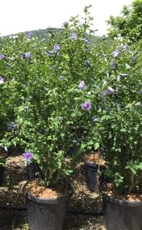 Hibiscus syriacus 'Oiseau Bleu' - pot 30L - 125-150 cm -