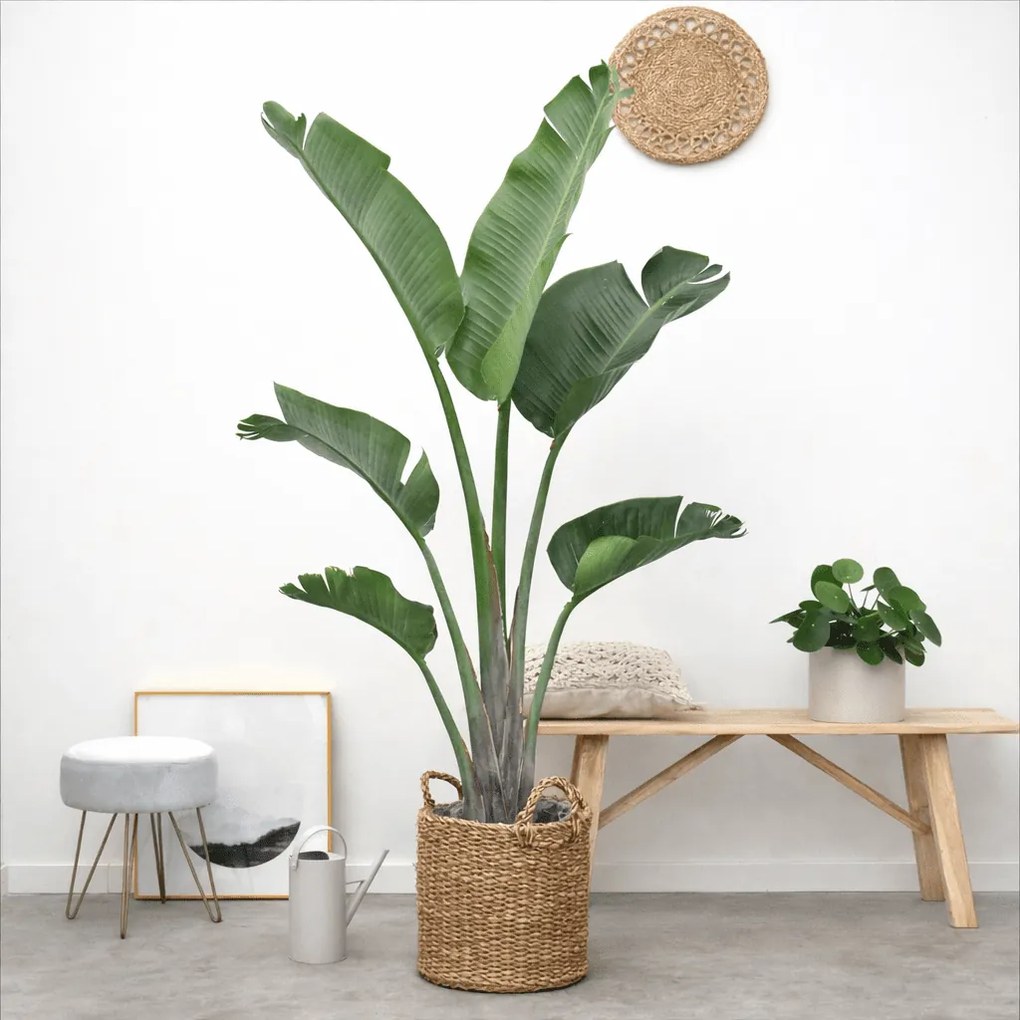 Strelitzia Augusta - 180cm