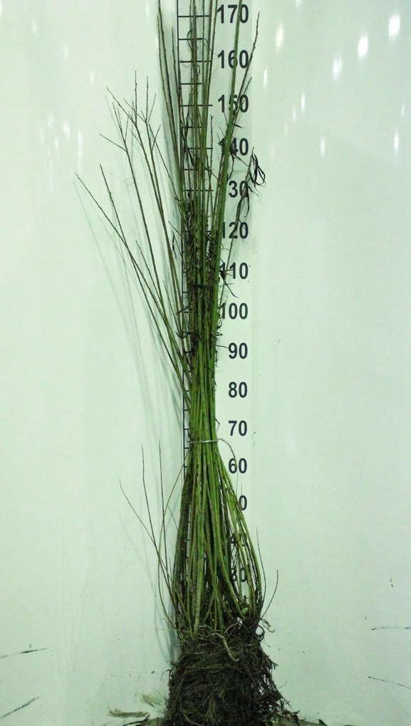 Salix viminalis - blote wortel - 60-90 cm -