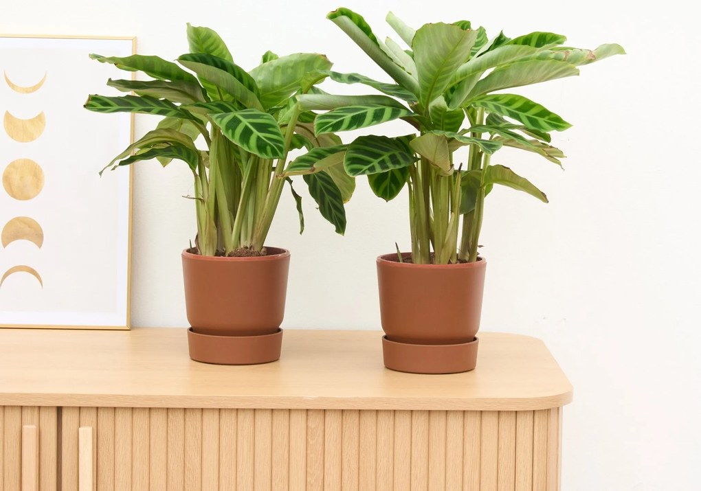 2 x Calathea Zebrina - 35 cm