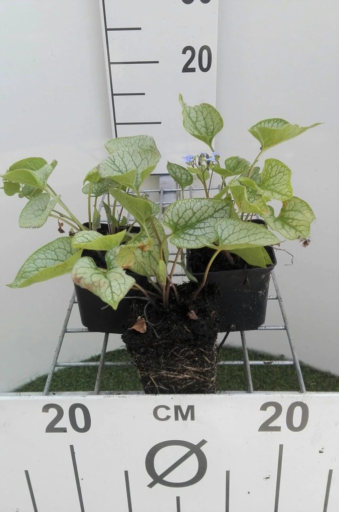 Brunnera macrophylla 'Jack Frost' - pot 9x9 cm -