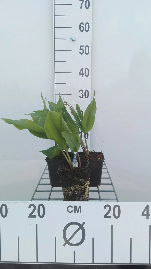 Convallaria majalis - pot 9x9 cm -