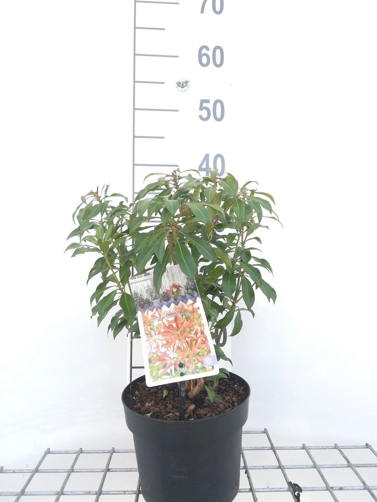 Pieris japonica'Mountain Fire'- pot 2L - 20-30 cm