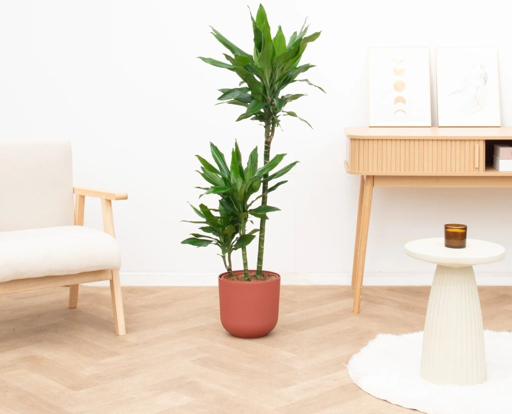 Dracaena Janet Lind - 130cm