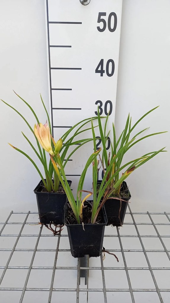 Hemerocallis 'On And On' - pot 9x9 cm