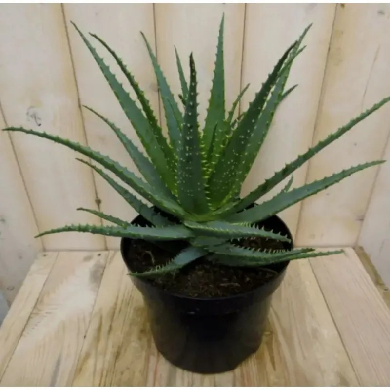 Kamerplant Aloe