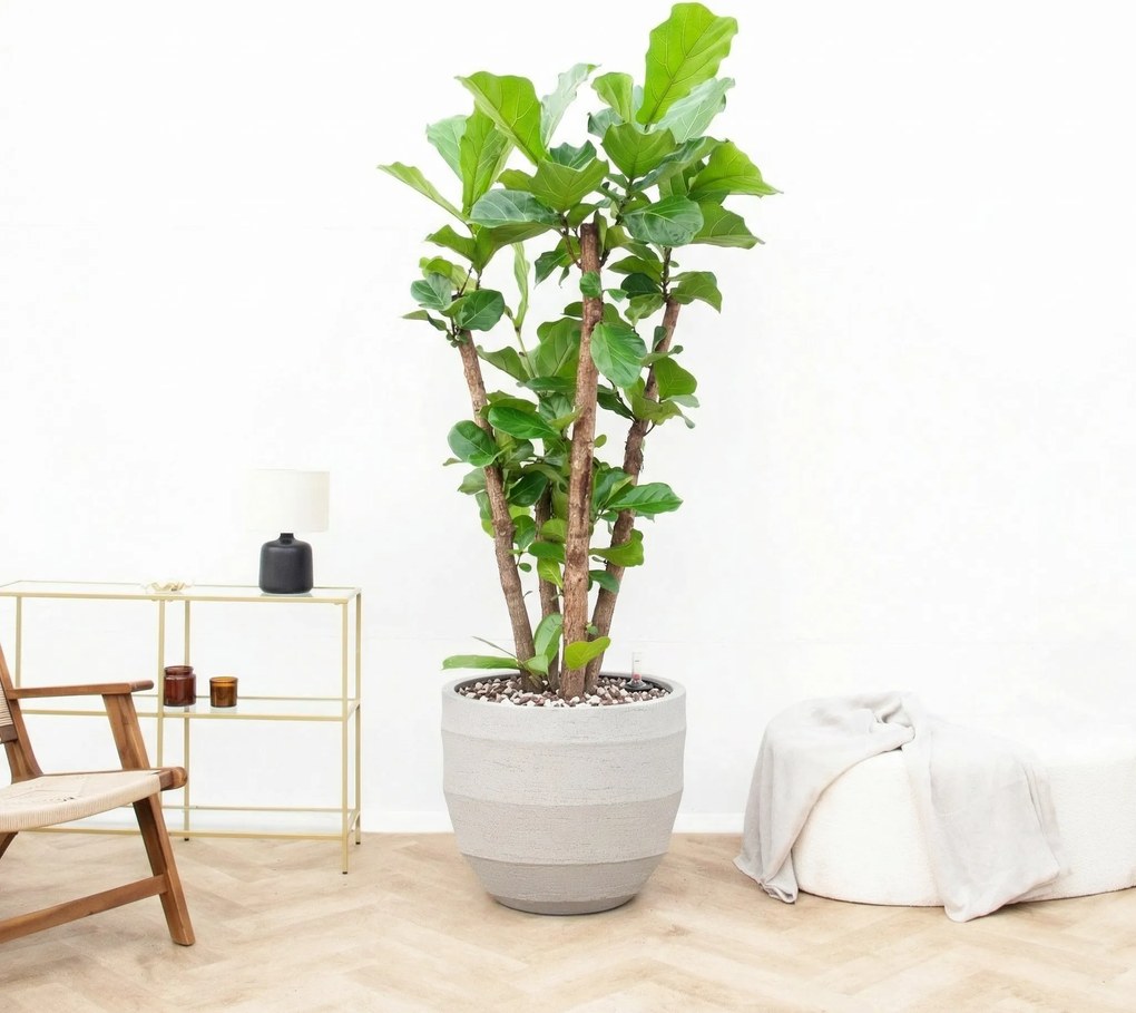 Combi deal - Ficus Lyrata Vertakt inclusief pot Bordo New Egg - 220cm