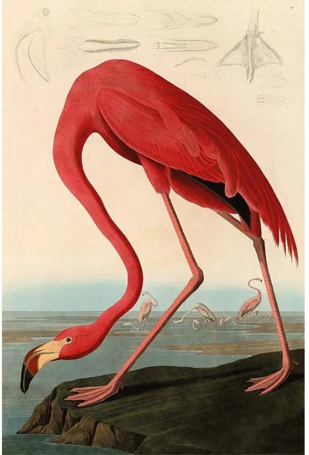 Goossens Schilderij American Flamingo, 80 x 120 cm incl frame