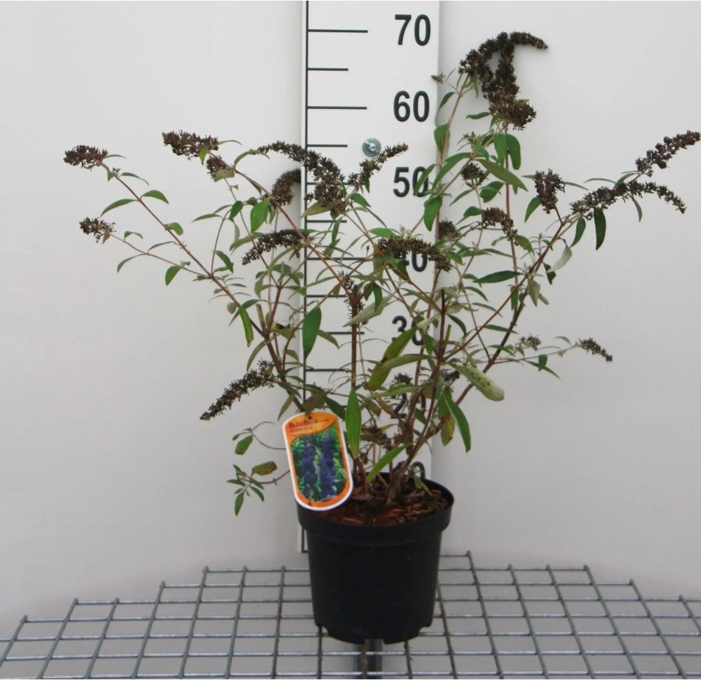 Buddleja davidii 'Adokeep' (Adonis Blue) - pot - 30-40 cm