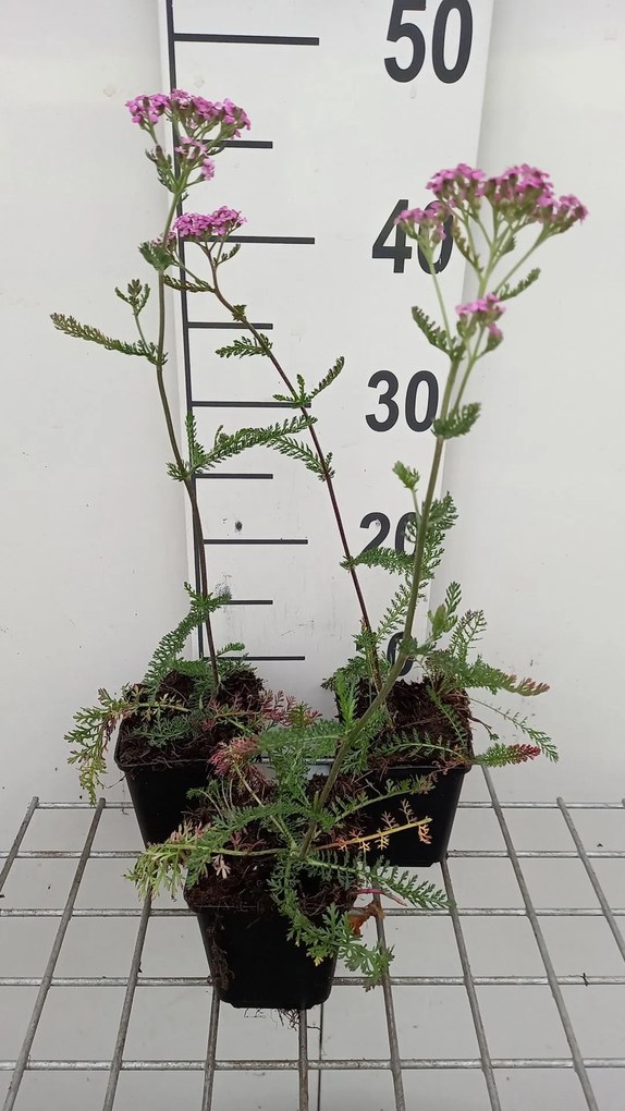 Achillea millefolium 'Lilac Beauty' - pot 9x9 cm -