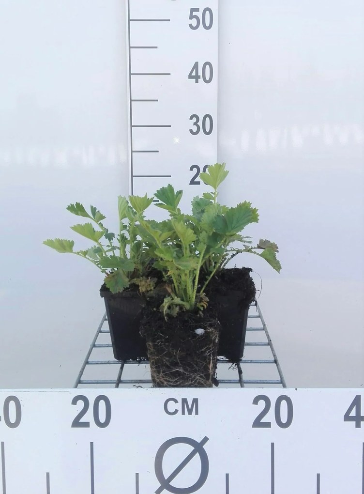 Geum chiloense 'Lady Stratheden' - pot 9x9 cm -