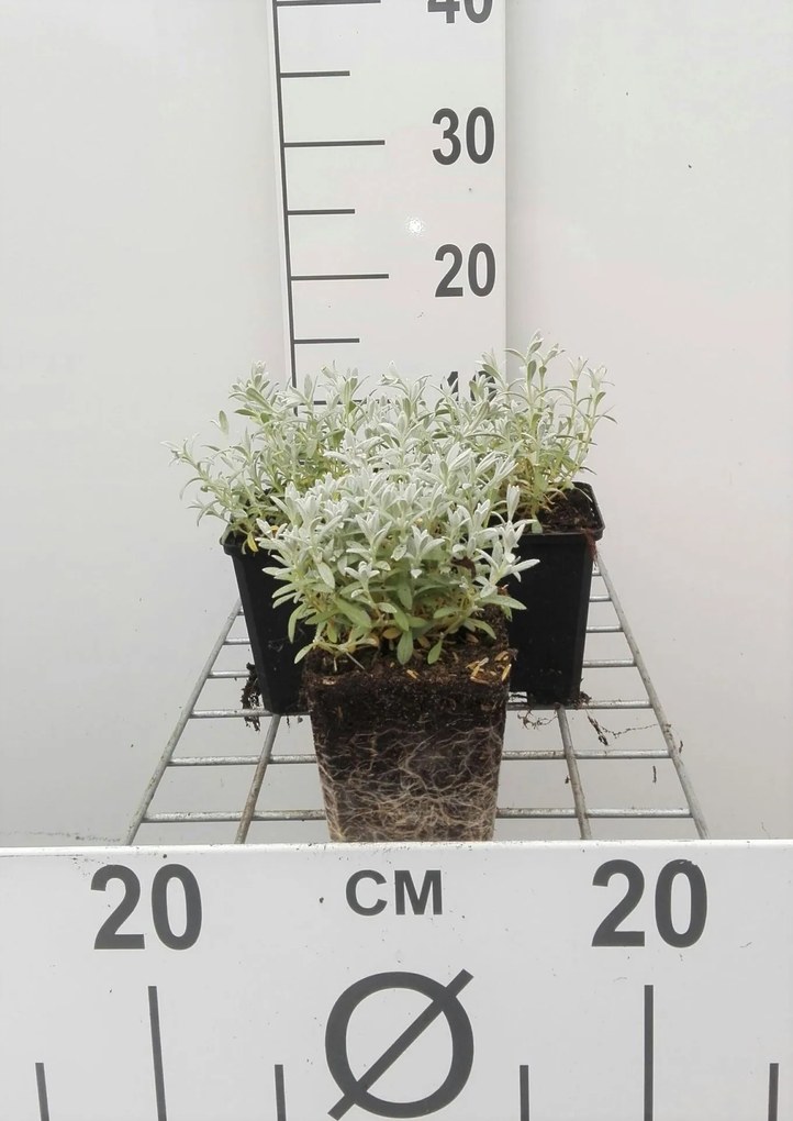 Cerastium tomentosum var. columnae - pot 9x9 cm -
