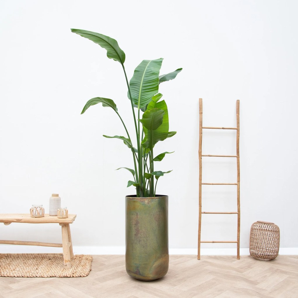 Combi deal - Strelitzia Nicolai inclusief vaas Elisa Mystic - 190cm