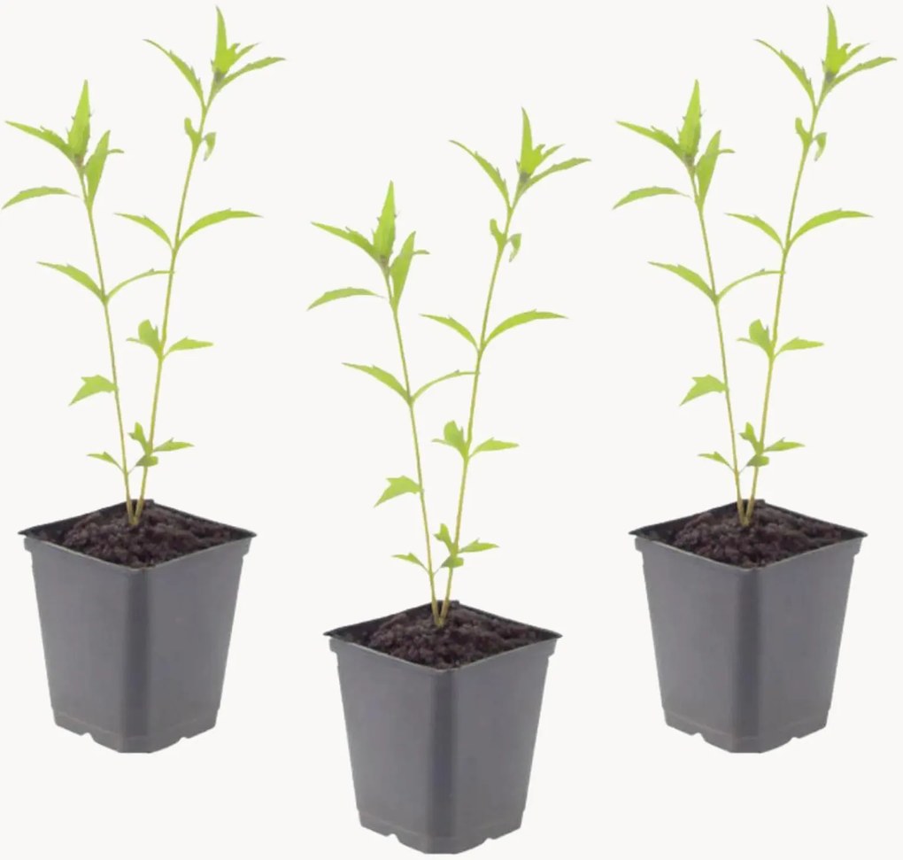 Planten Kalimeris Kalimeris incisa Blue Star, 3-delig