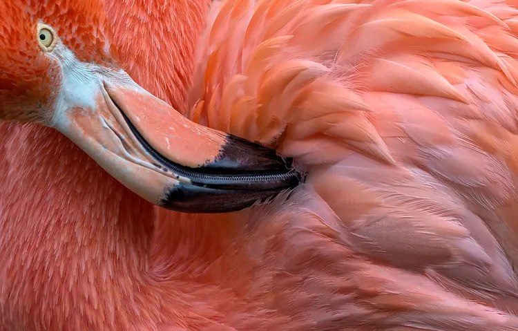 Foto Flamingo Close Up, XavierOrtega