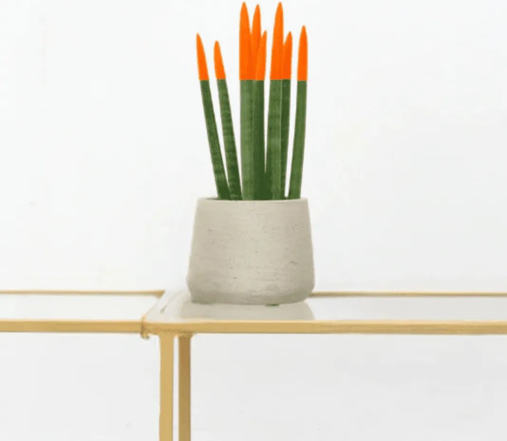 Sansevieria Cylindrica Velvet Touchz oranje - 25cm