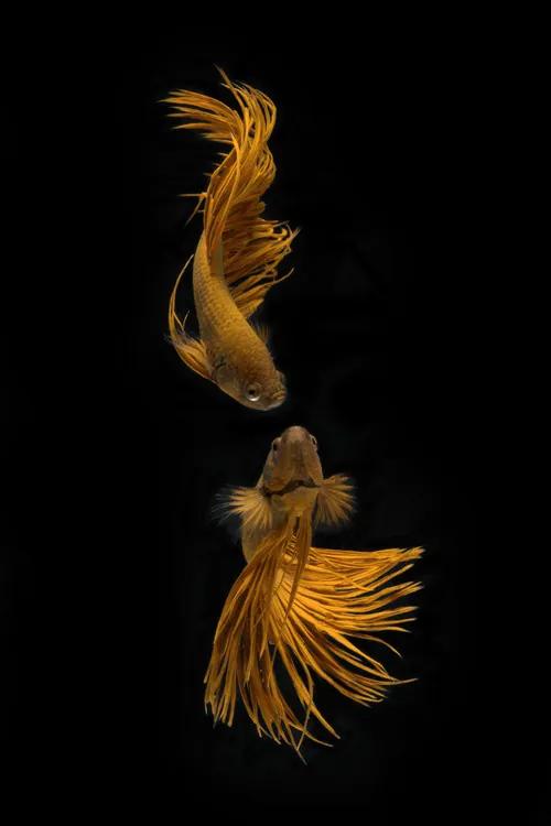 Kunstfotografie Love Story of the Golden Fish, Ganjar	Rahayu, (26.7 x 40 cm)