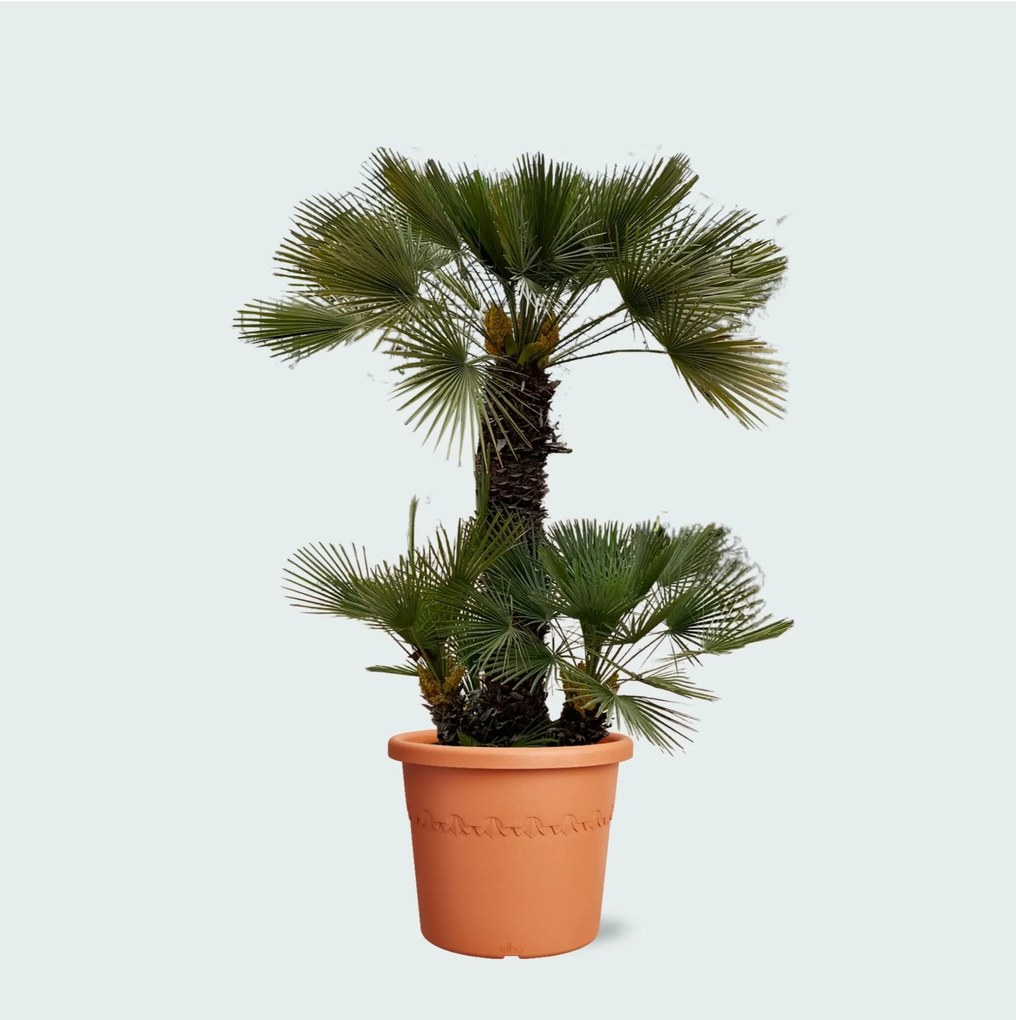 Chamaerops Humilis - 230cm