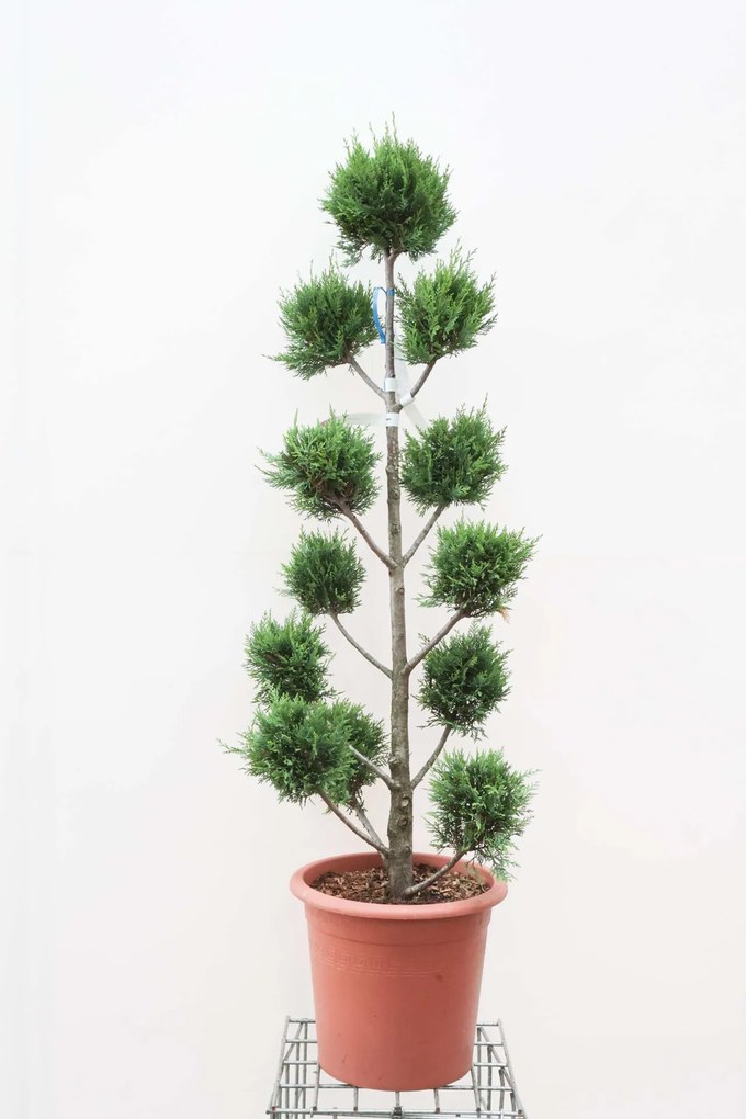 x Cupressocyparis leylandii 'Castlewellan' - pot 30L - 140-150 cm - pompon